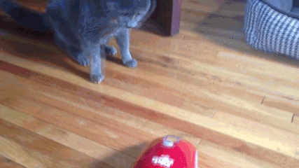 Cat vs. Dust Buster
