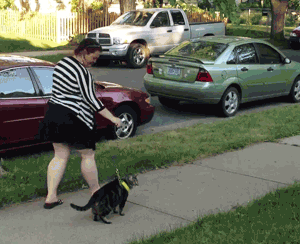 Walking a cat.