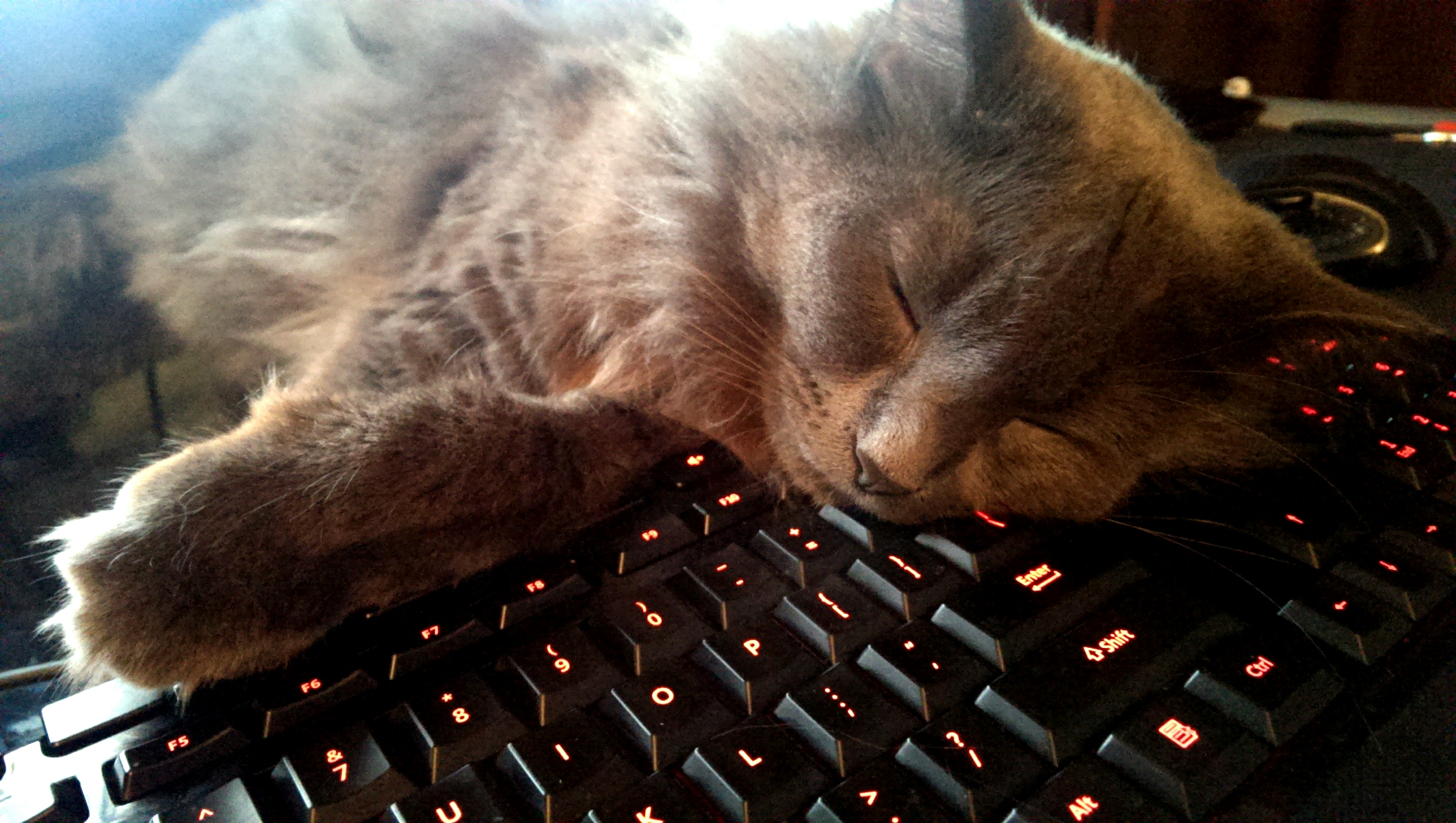 Different kind of Keyboard Cat